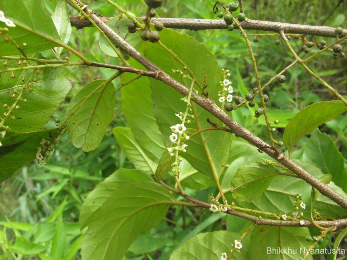 Maesa indica (Roxb.) Sweet